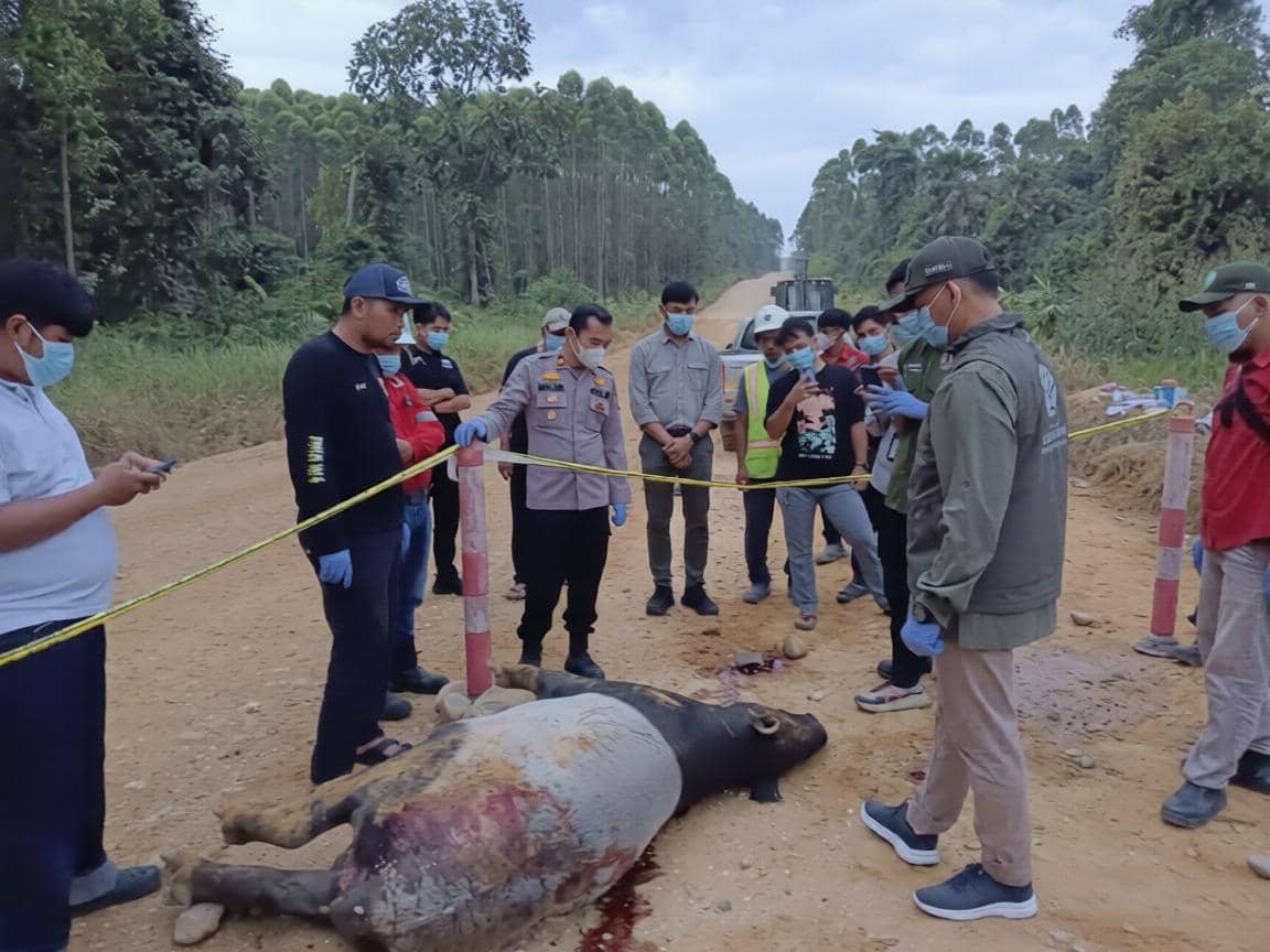 Tapir Jantan Berbobot 300 Kg Ditemukan Mati Dekat TNTN Riau