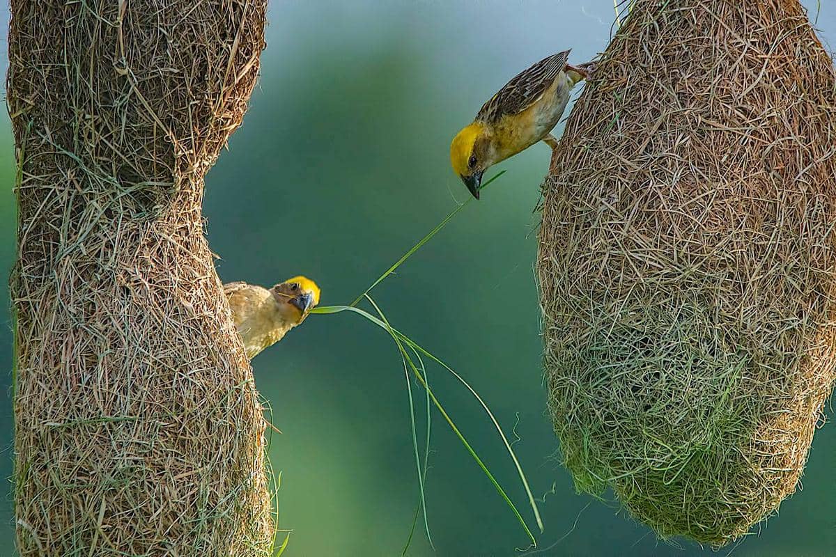 ilustrasi sarang burung penenun