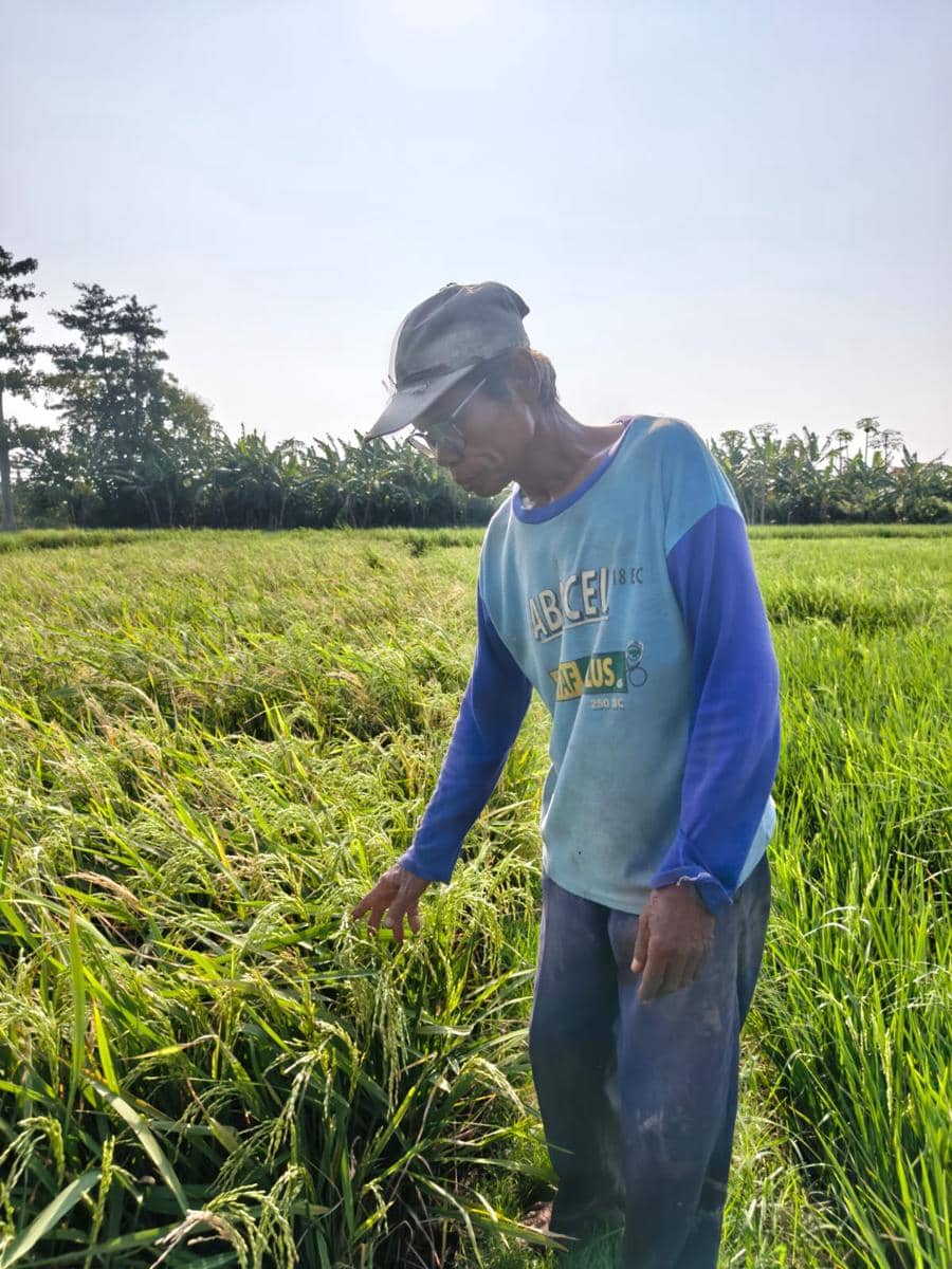 Petani mengeluh hasil pertanian membusuk akibat pencemaran sungai Ciujung (Dok. Khaerul Anwar)