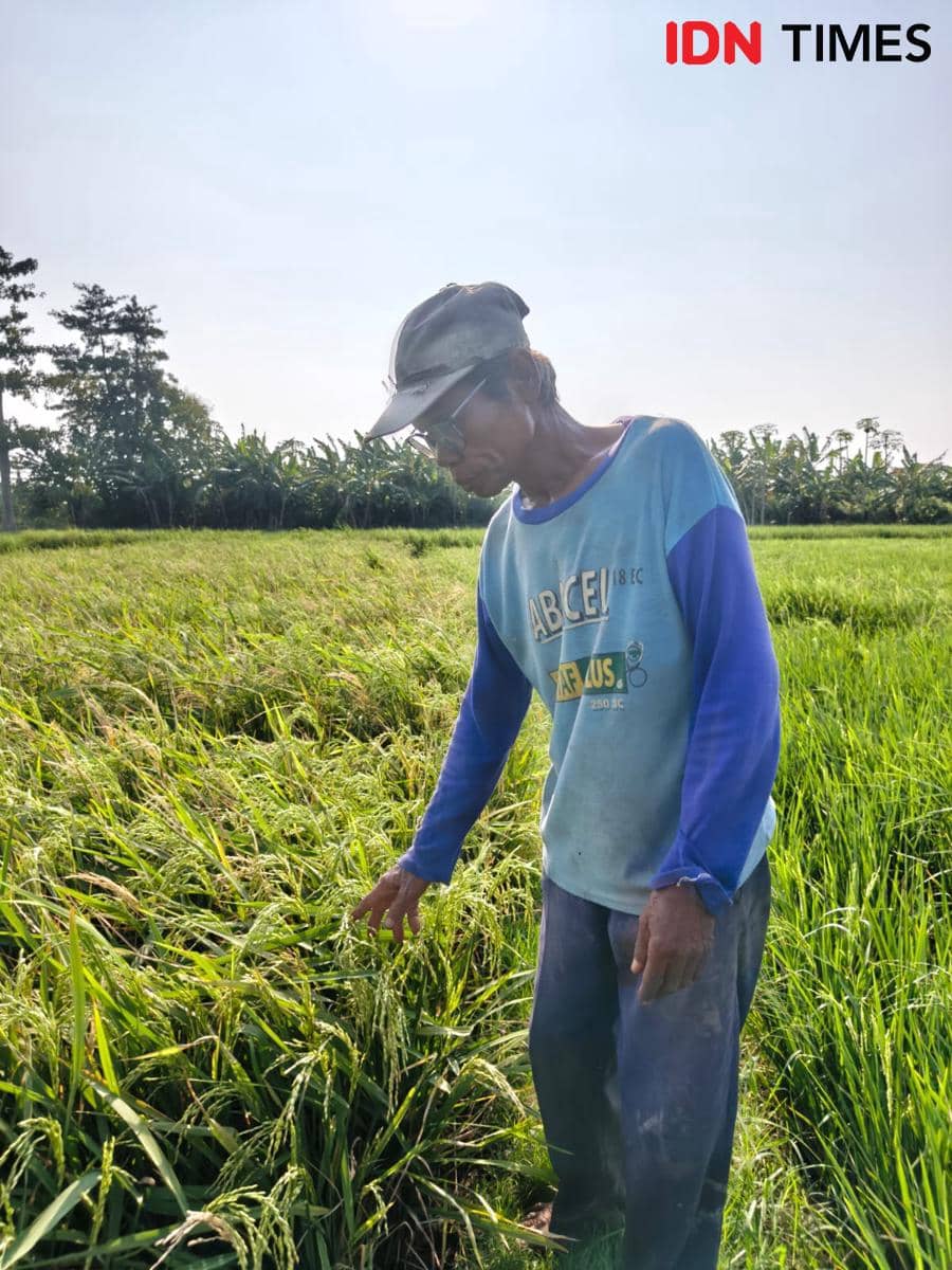 Air Sungai Ciujung Menghitam, Petani Merugi hingga Usaha Warga Tutup