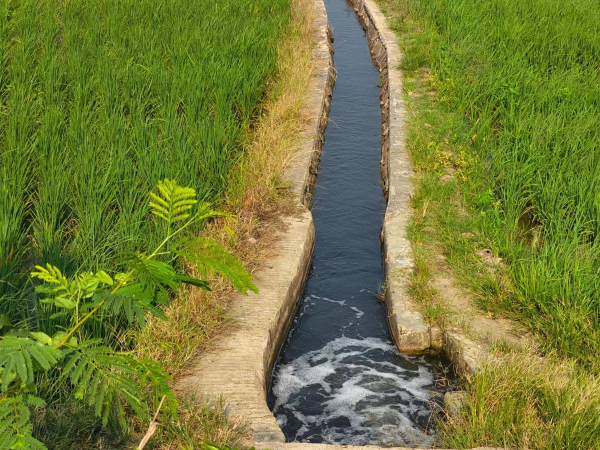 Petani mengeluh hasil pertanian membusuk akibat pencemaran sungai Ciujung (Dok. Khaerul Anwar)