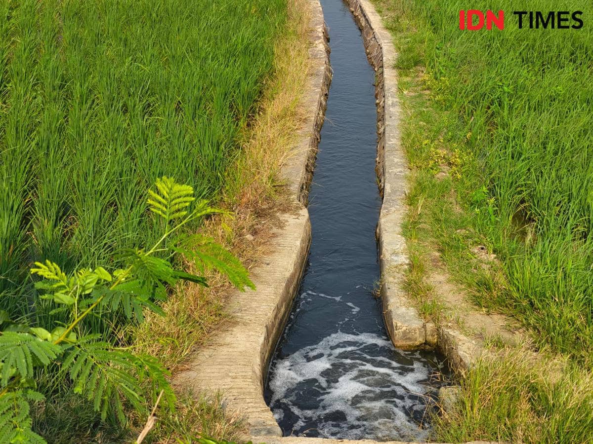 Petani mengeluh hasil pertanian membusuk akibat pencemaran sungai Ciujung (Dok. Khaerul Anwar)