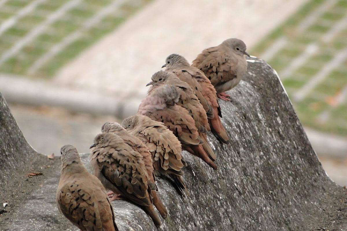 Ruddy Ground Dove
