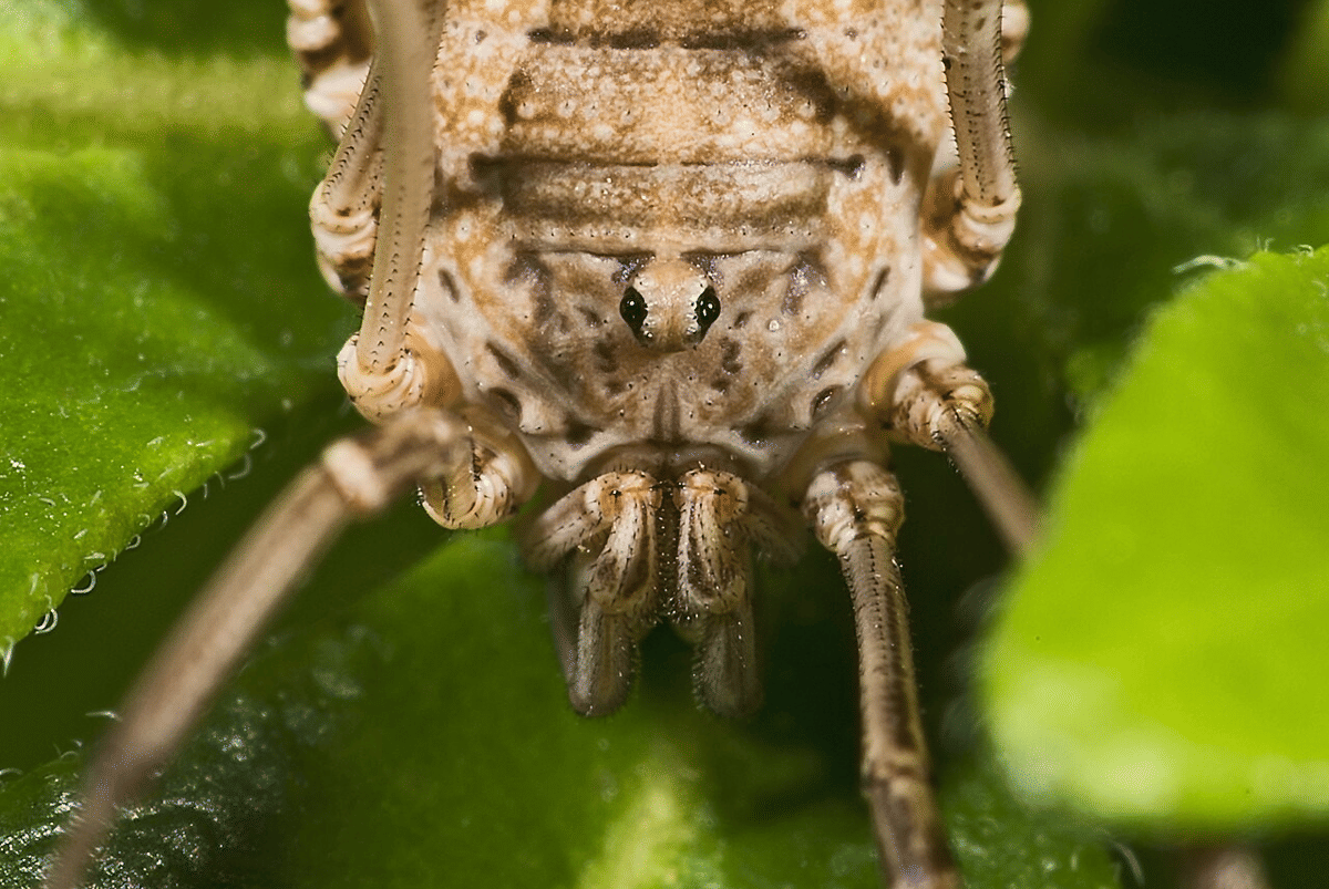 harvestman eropa