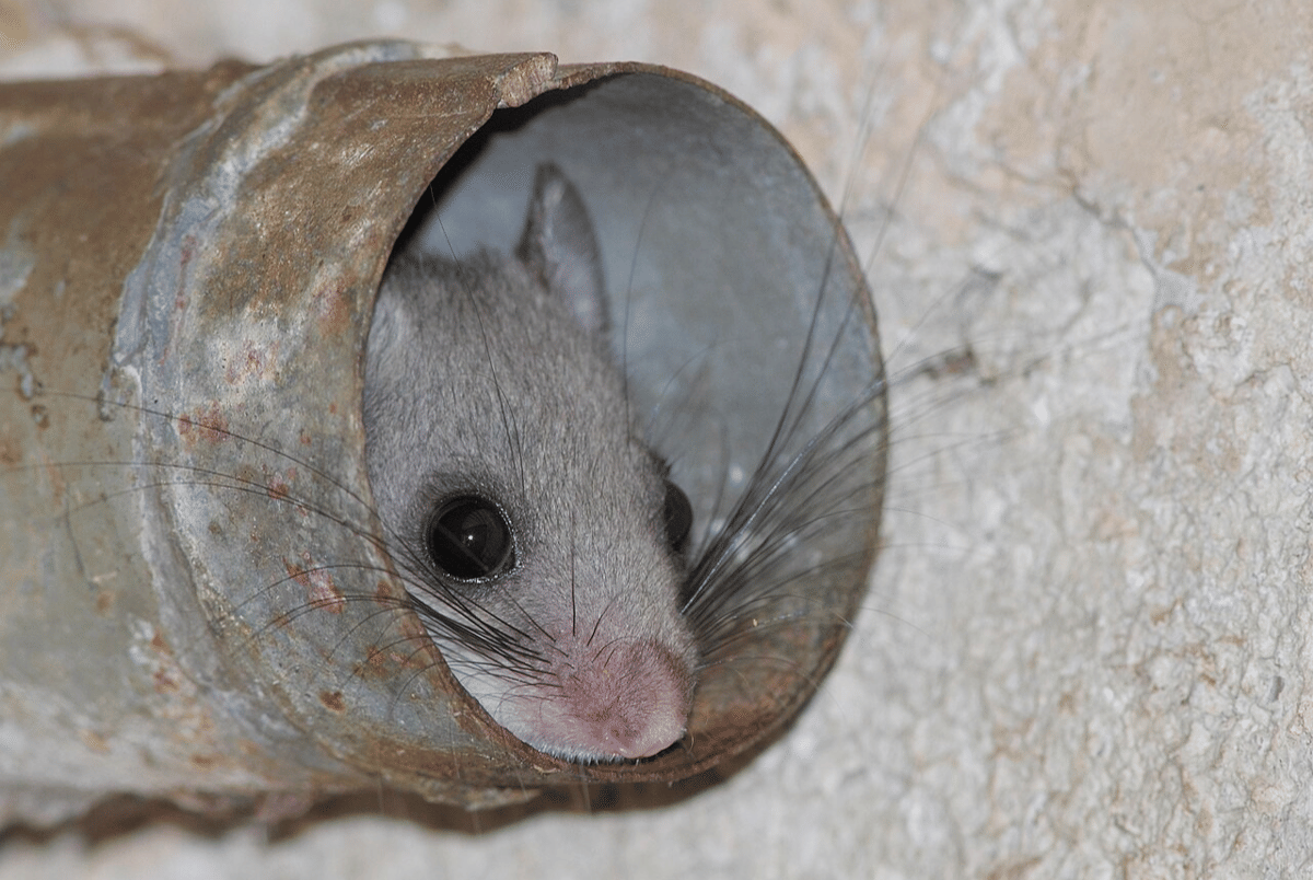 tikus pintu gendut eropa