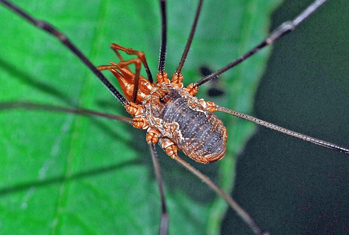 harvestman eropa