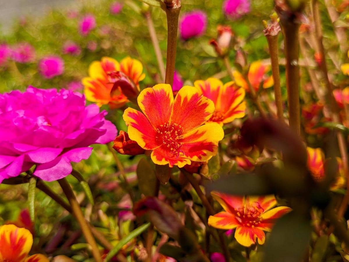 ilustrasi portulaca grandiflora