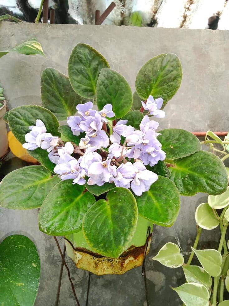 ilustrasi african violet