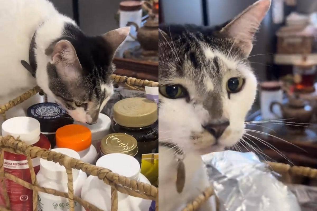Ariel Tatum dan kucing-kucingnya