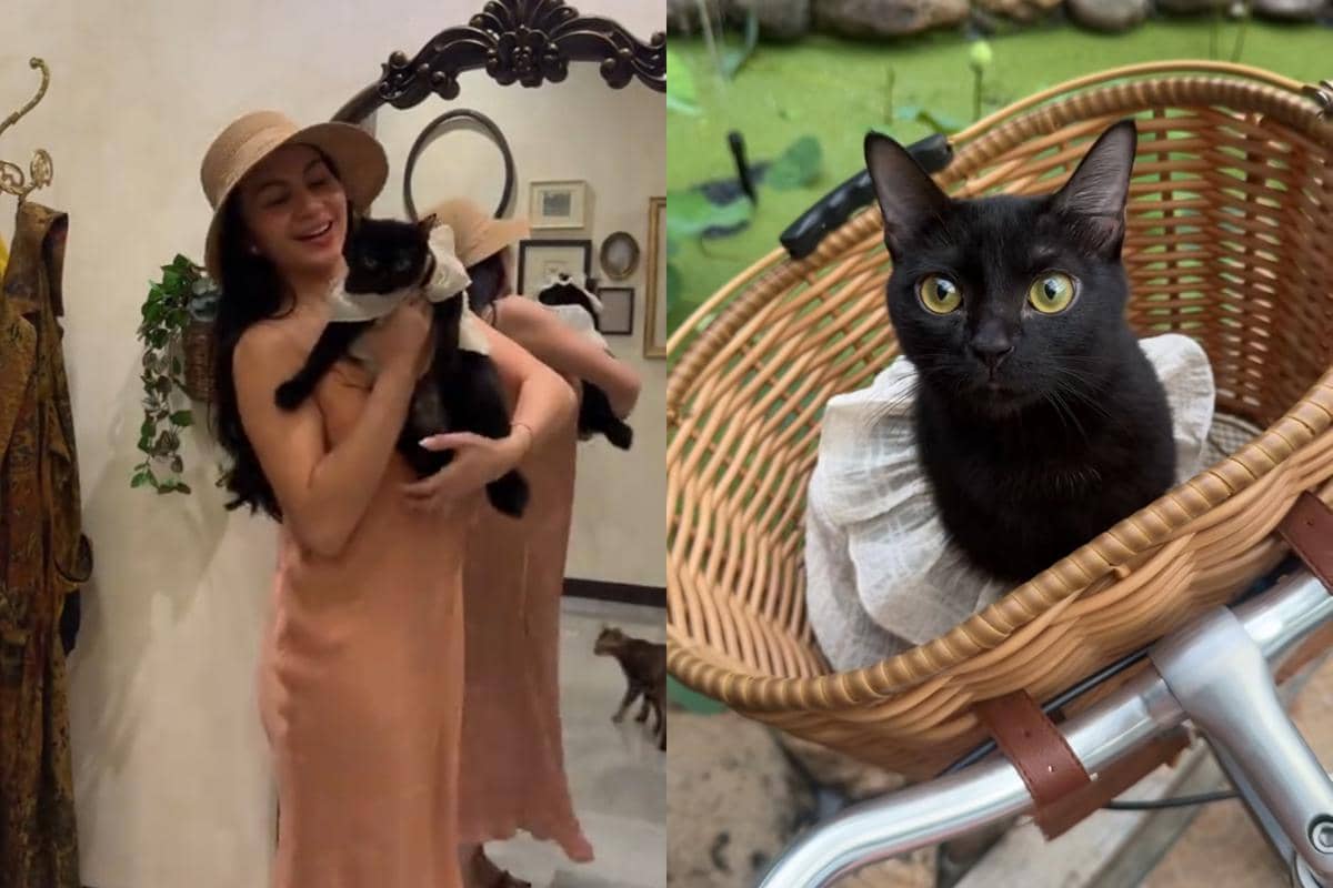 Ariel Tatum dan kucing-kucingnya