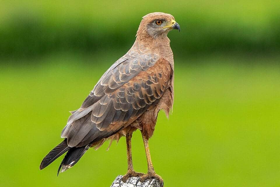 Savanna hawk bertengger di tiang.
