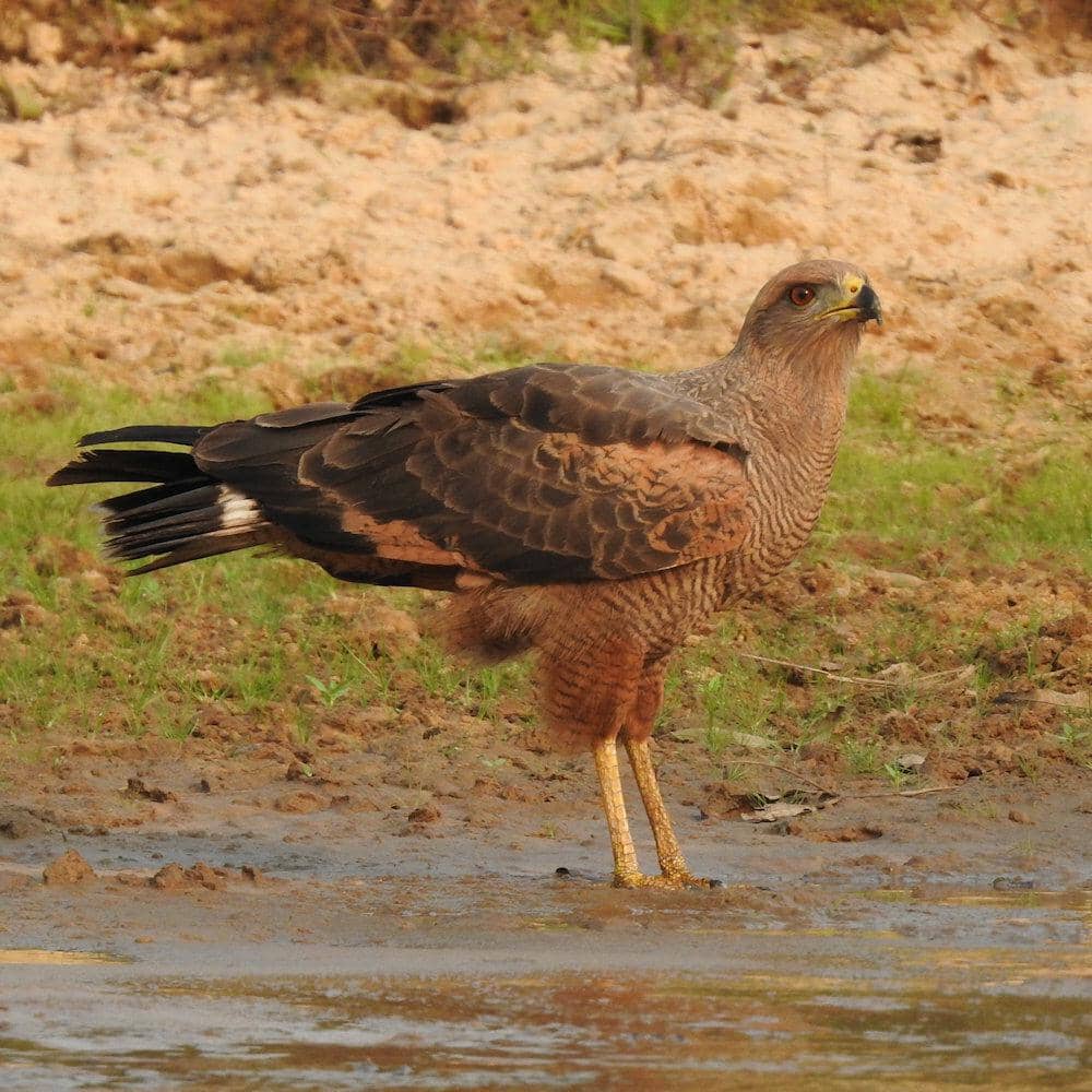 Savanna hawk berdiri di tepi air.