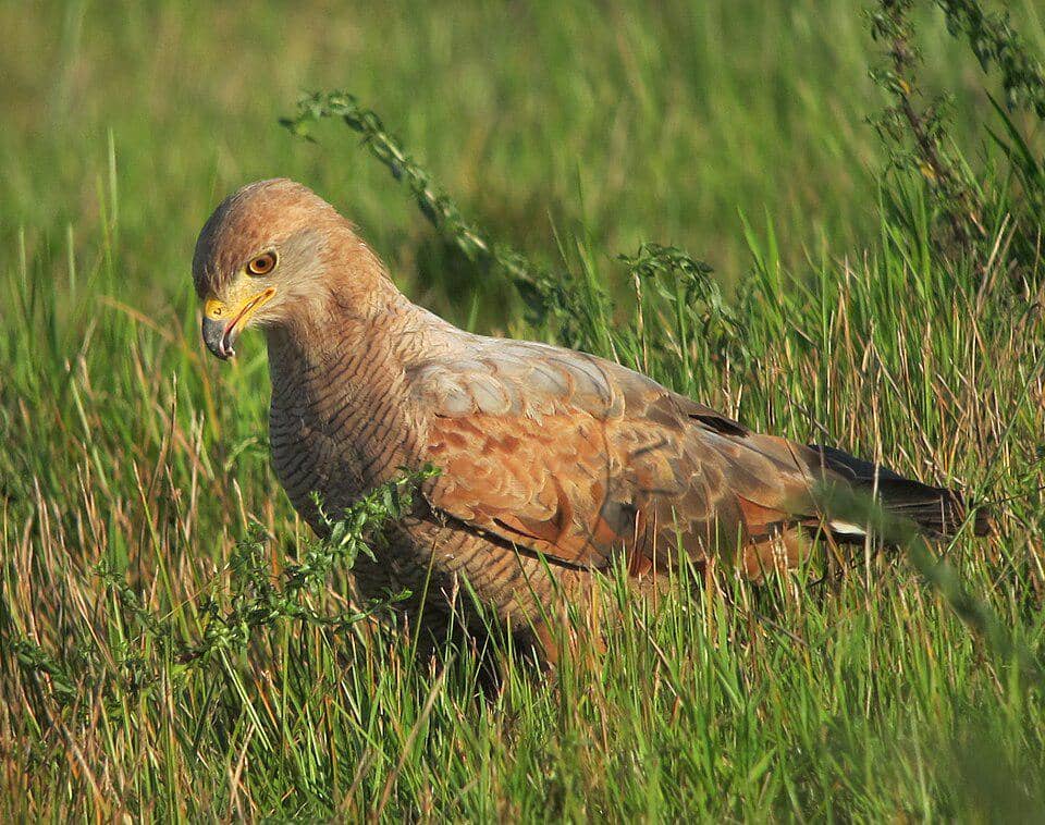 Savanna hawk sedang mencari makan di tanah.