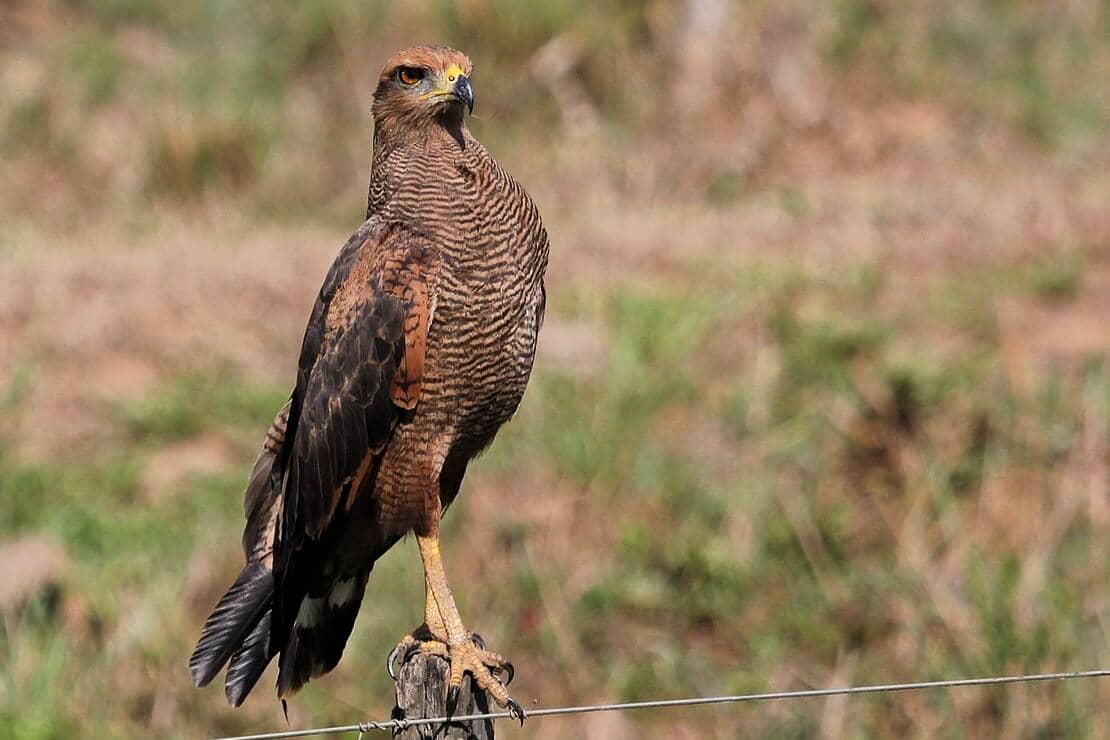 7 Fakta Savanna Hawk, Predator Anggun yang Suka Kobaran Api
