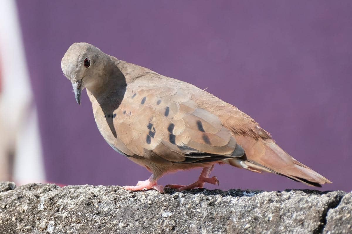 5 Fakta Ruddy Ground Dove, Merpati Eksotis Penghuni Benua Amerika