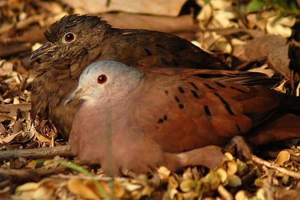 Pasangan Ruddy Ground Dove