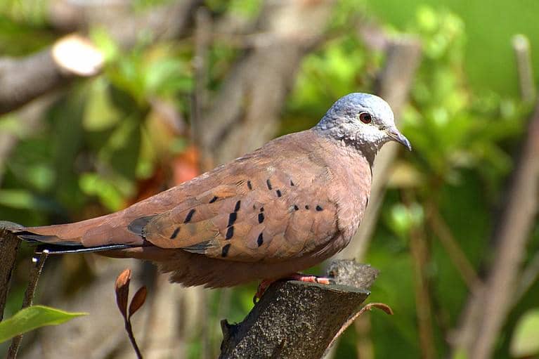 Ruddy Ground Dove