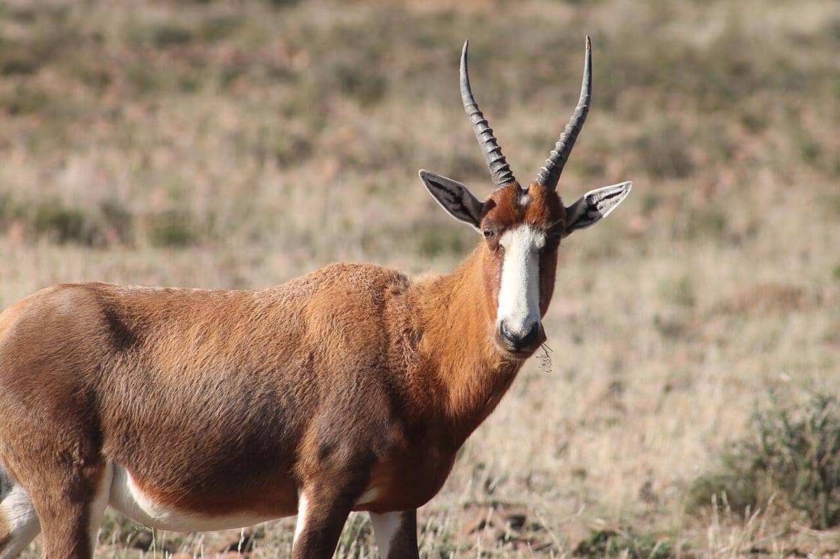 5 Fakta Bontebok, Populasinya Berhasil Pulih dari Ambang Kepunahan 