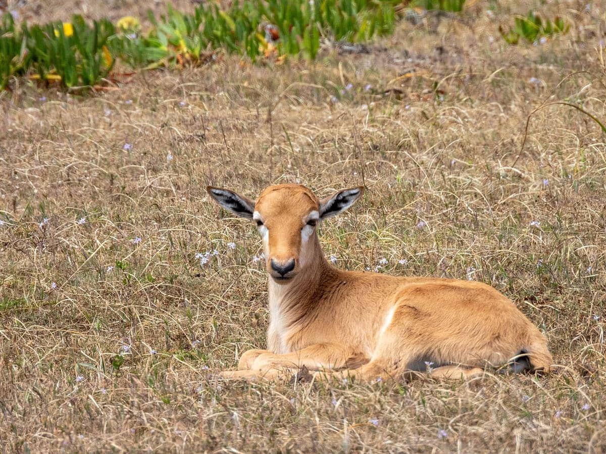 Bontebok