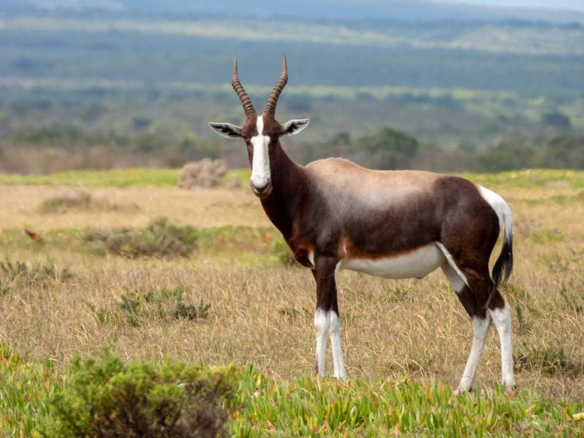 Bontebok
