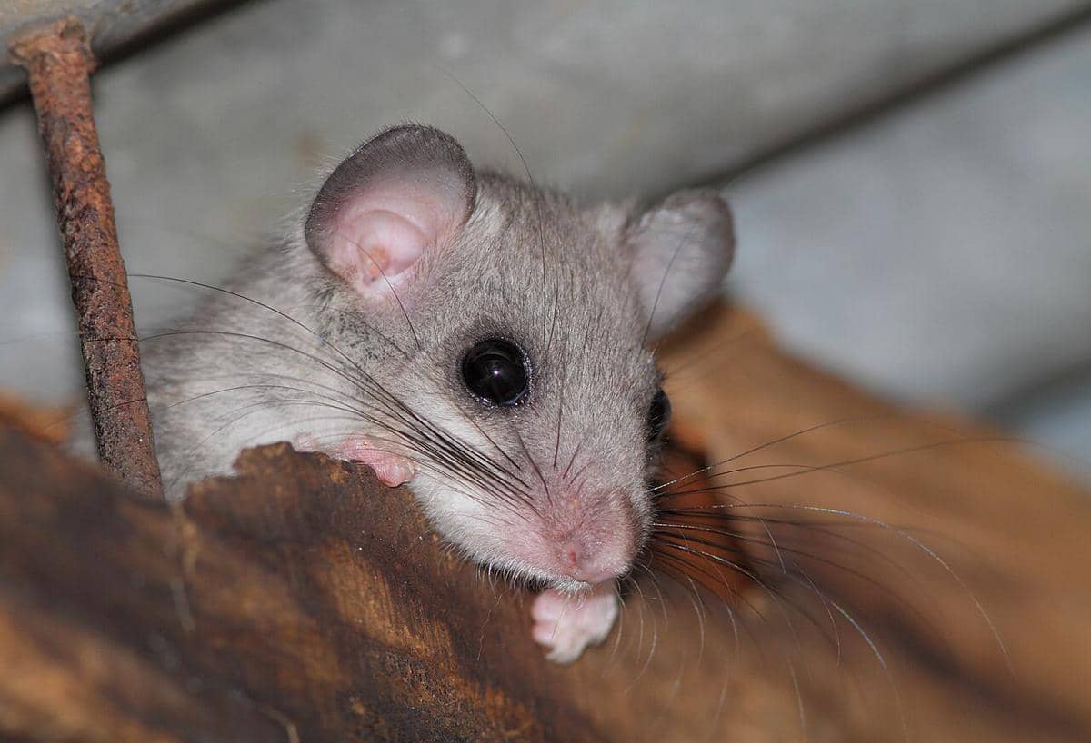 5 Fakta Menarik Tikus Pintu Gendut Eropa, Aman untuk Dimakan