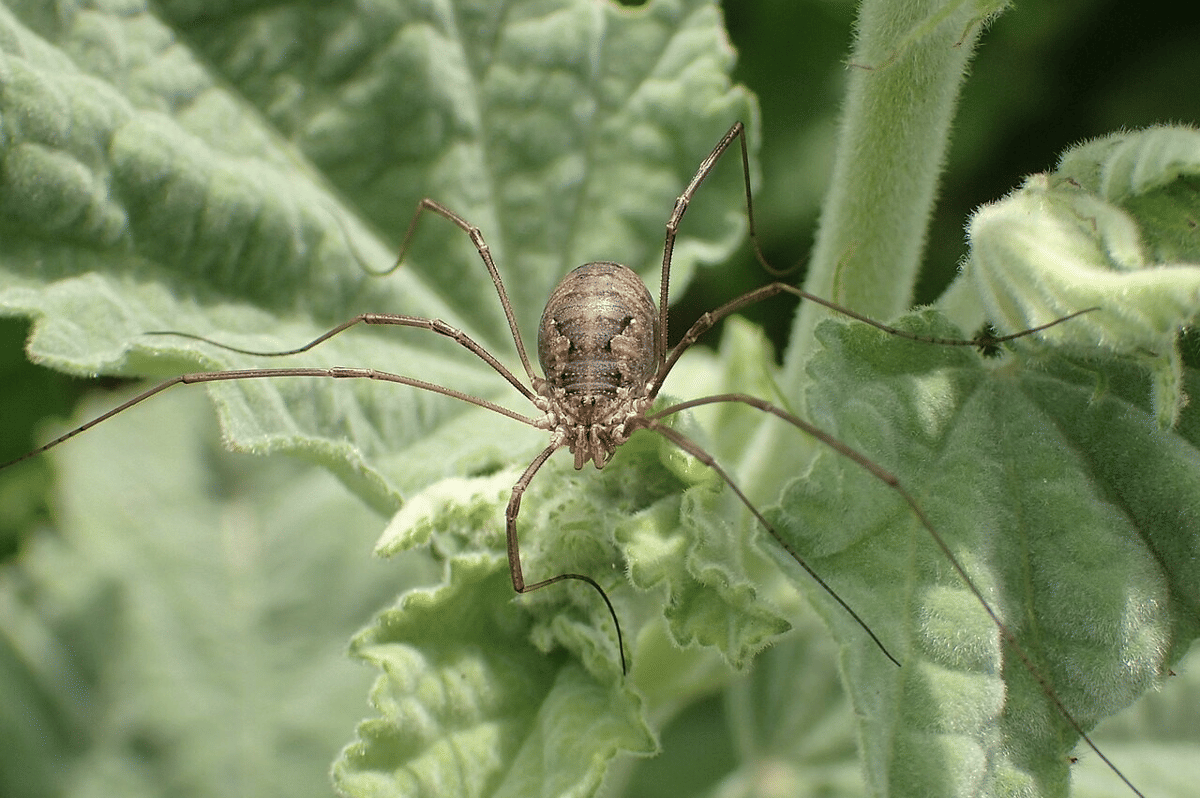 harvestman eropa