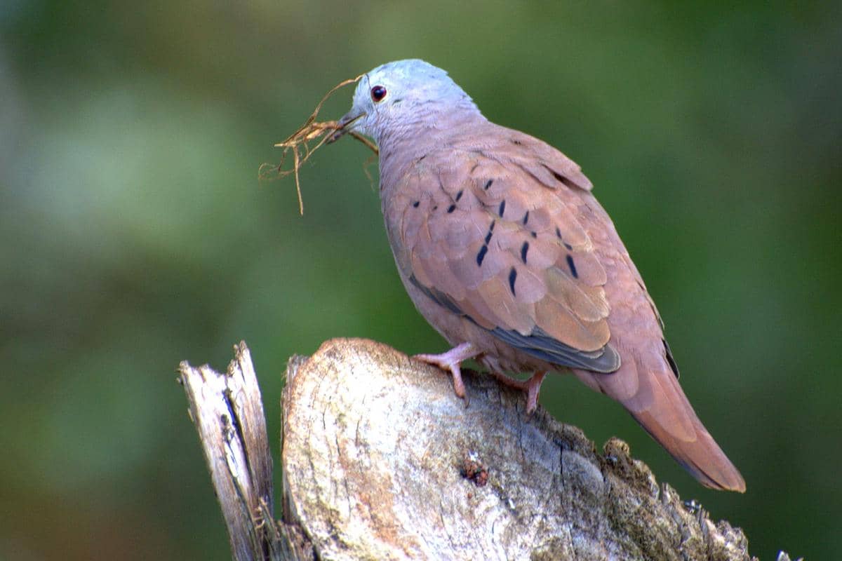 Ruddy Ground Dove