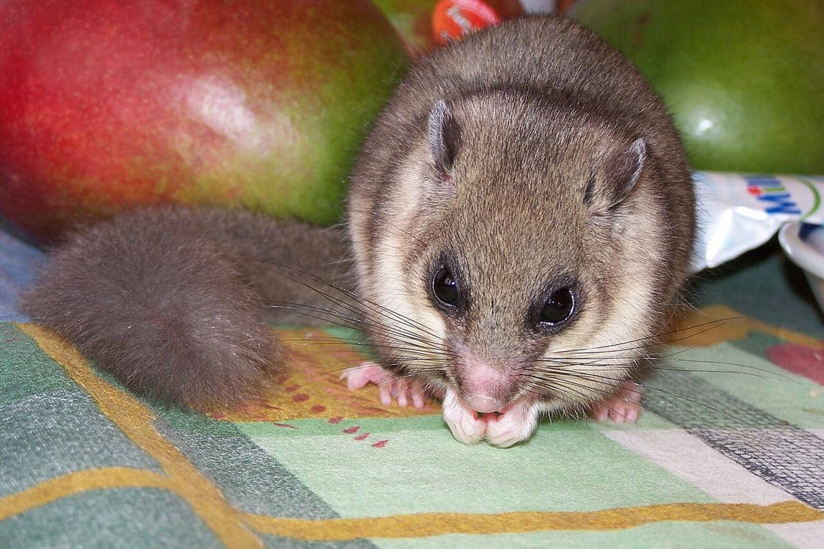 tikus pintu gendut eropa