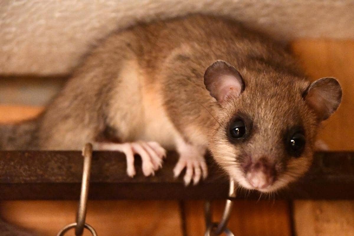 tikus pintu gendut eropa