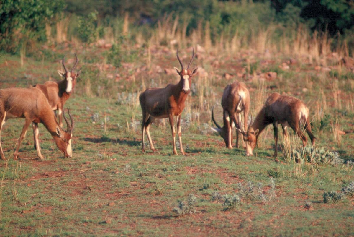 Bontebok