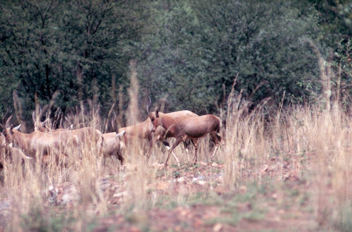 Bontebok