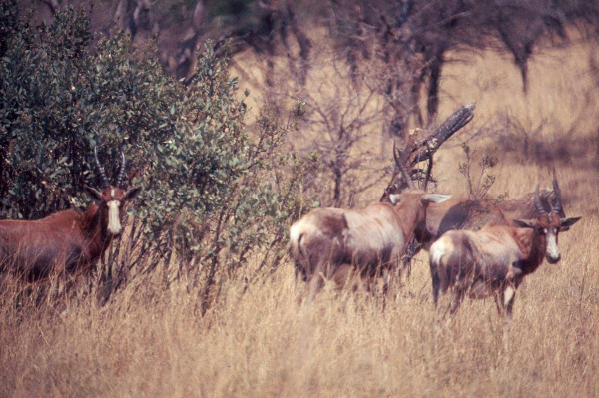 Bontebok