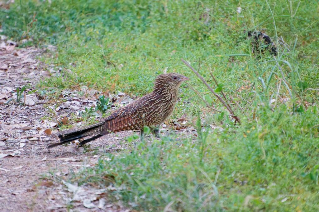 Burung Centropus phasianinus