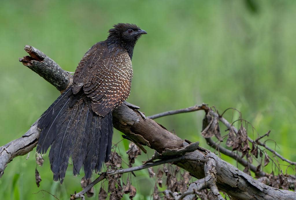 Burung Centropus phasianinus