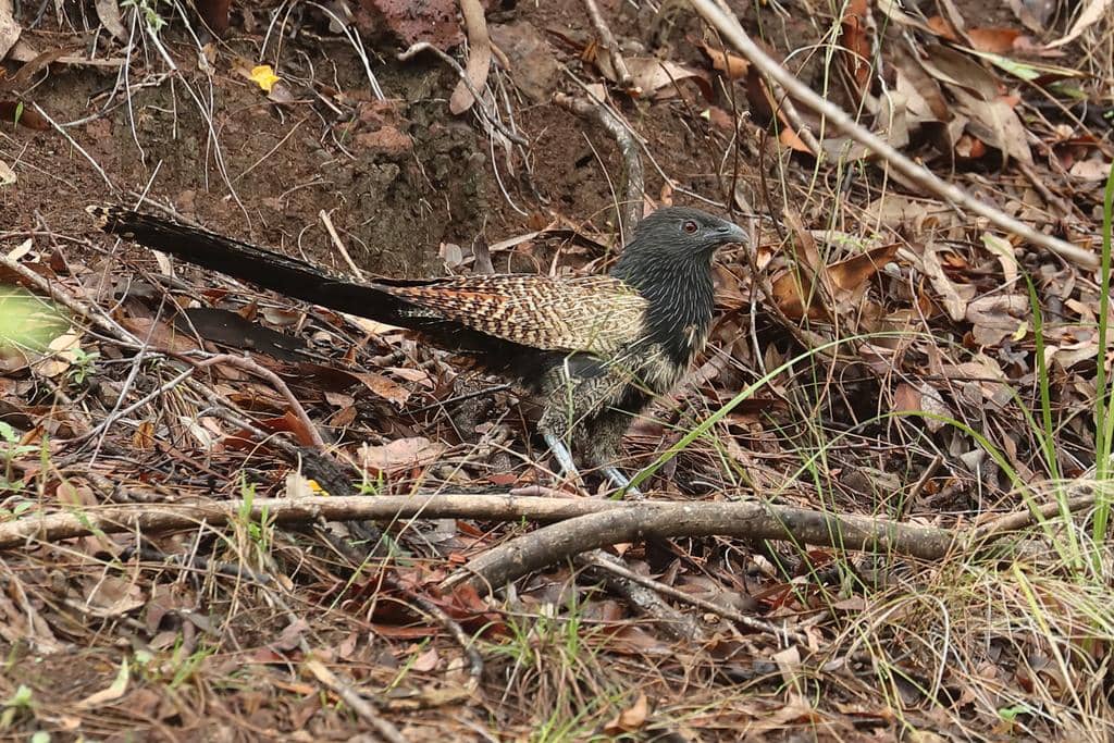 Burung Centropus phasianinus
