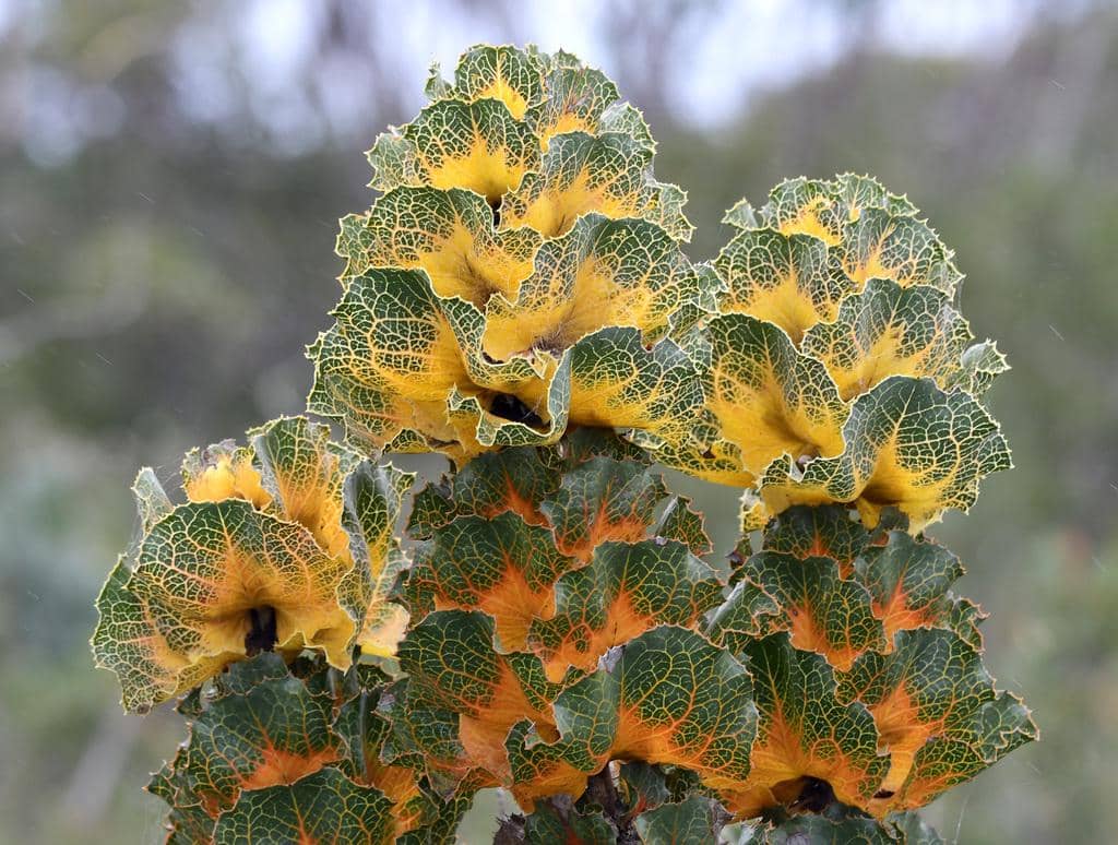 Tanaman Hakea victoria