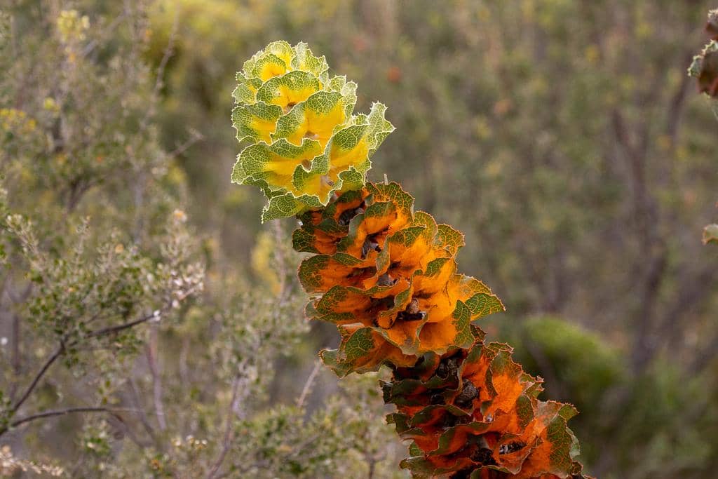 Tanaman Hakea victoria