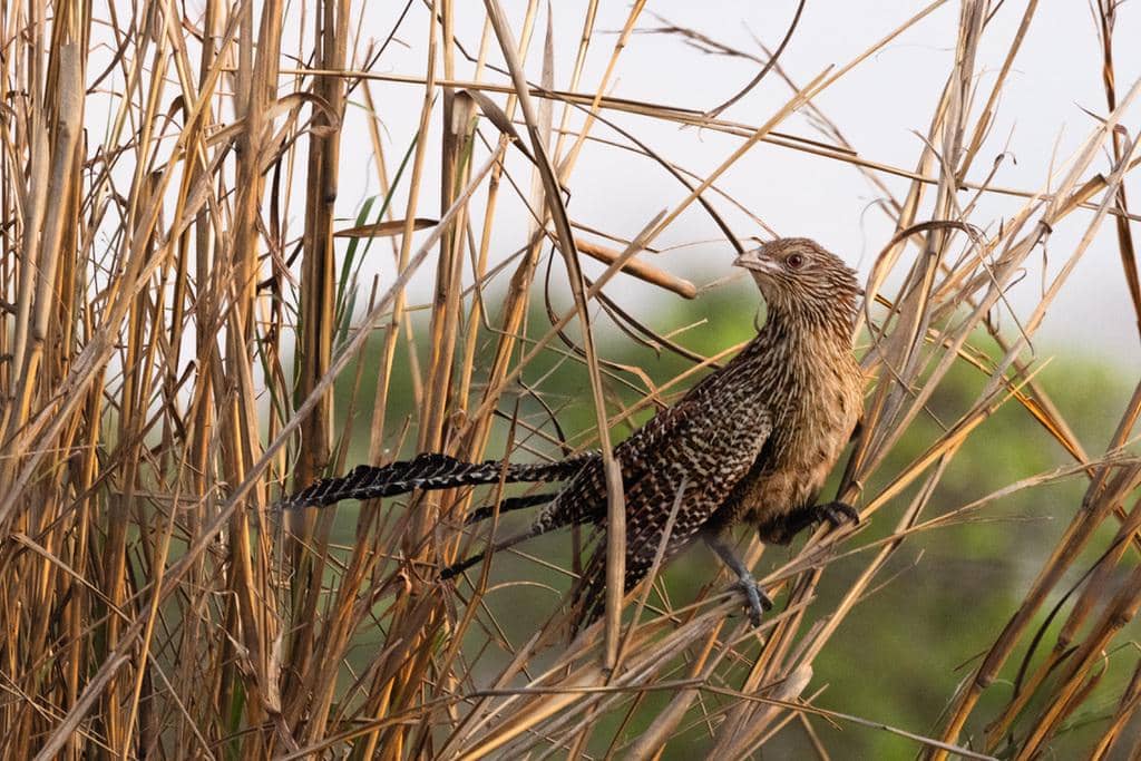 Burung Centropus phasianinus