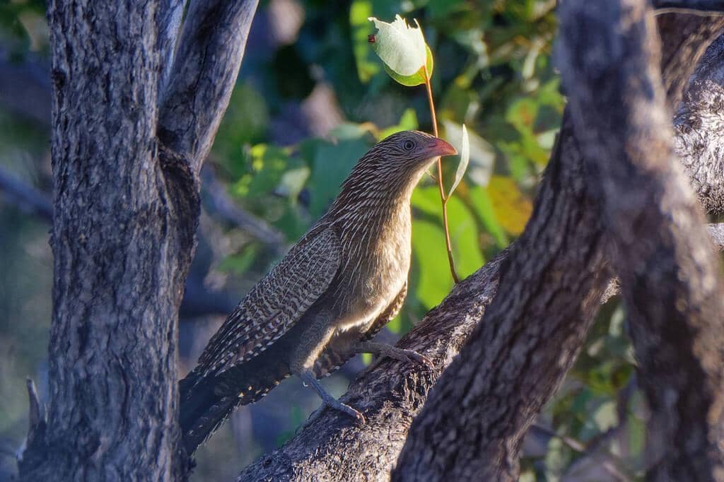 Burung Centropus phasianinus