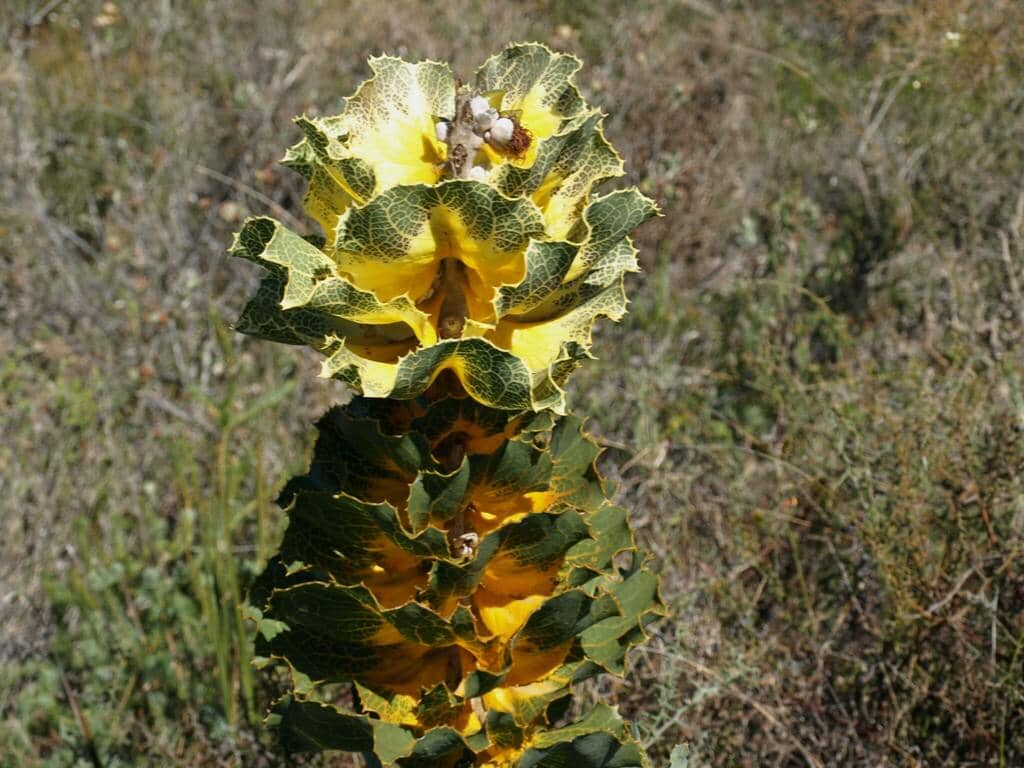 Tanaman Hakea victoria