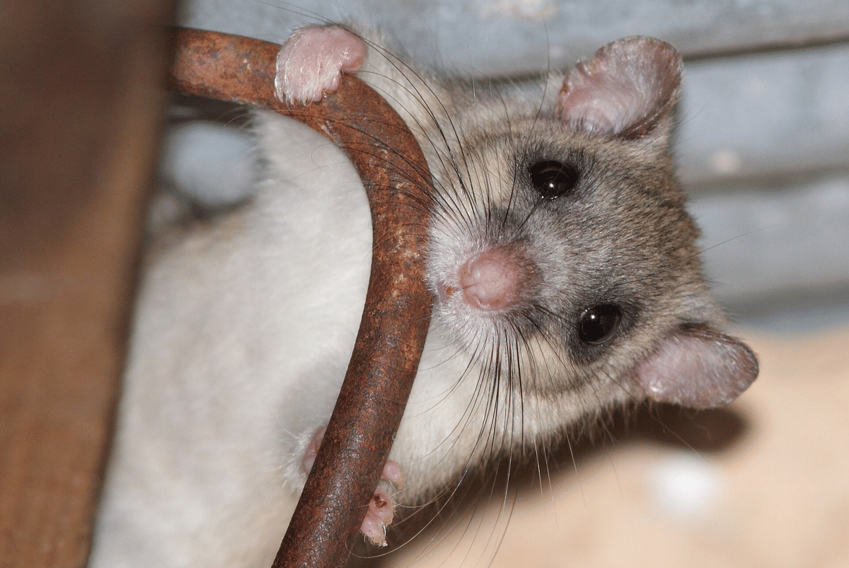 tikus pintu gendut eropa