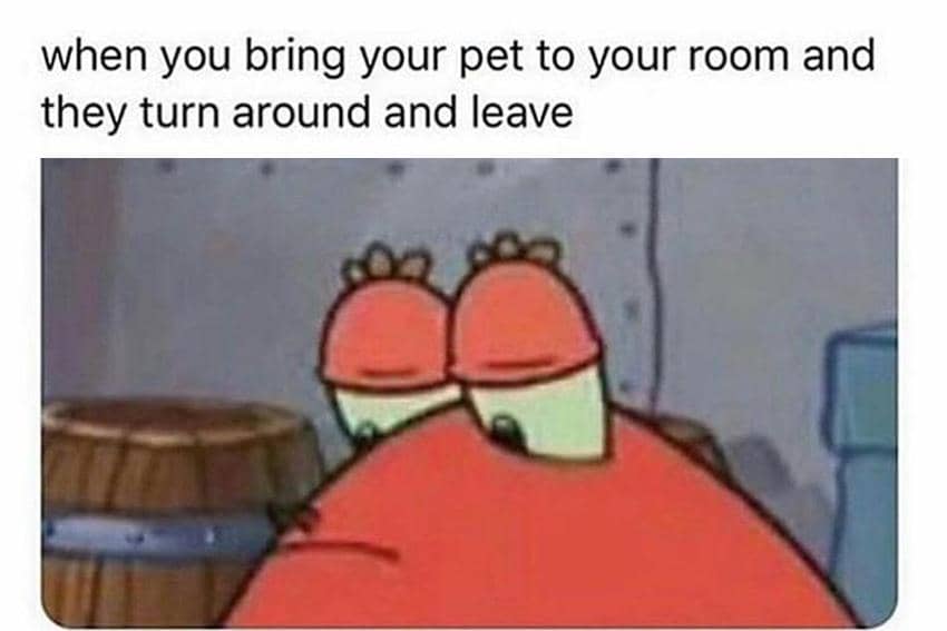 8 Meme SpongeBob tentang Pengkhianatan, Banyak Kecewanya