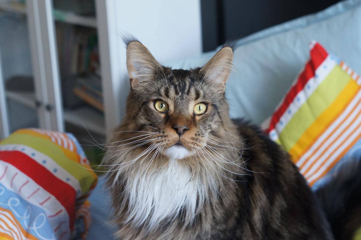 Kucing maine coon