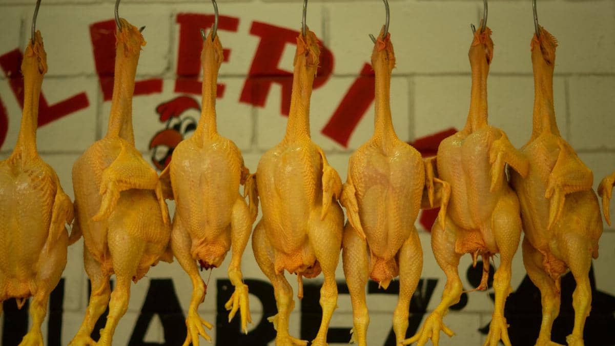 ilustrasi ayam