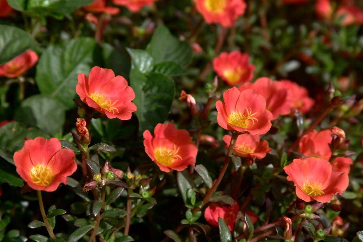 ilustrasi portulaca umbraticola