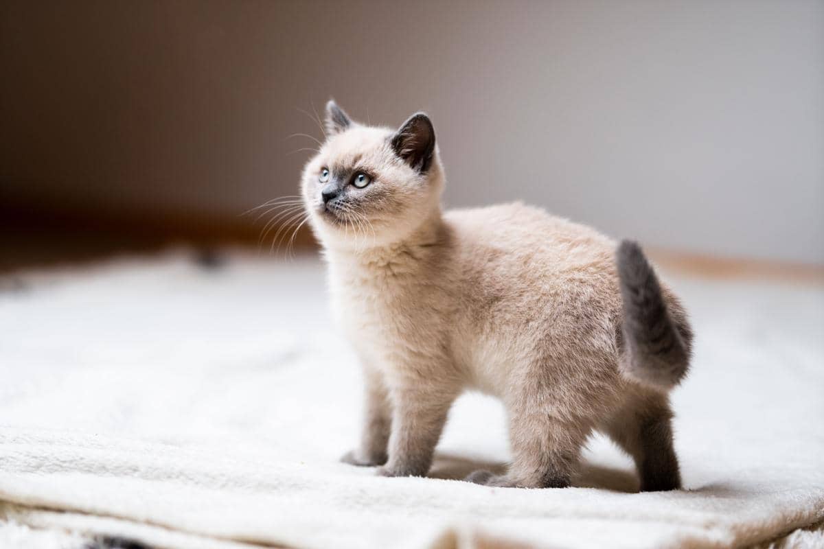 Kucing siamese