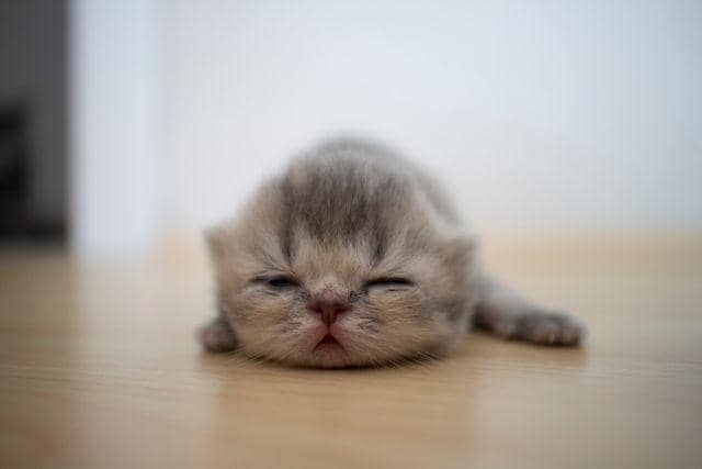 ilustrasi kucing