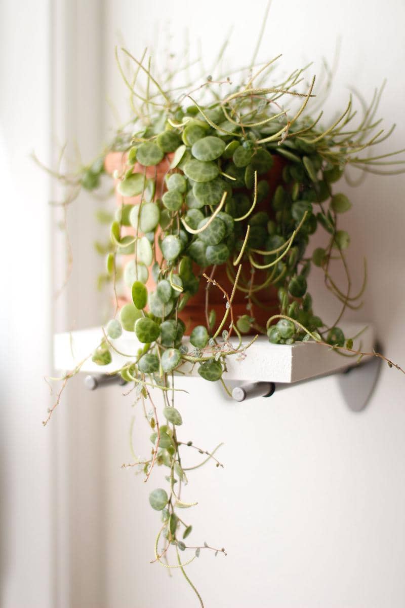 ilustrasi peperomia prostrata