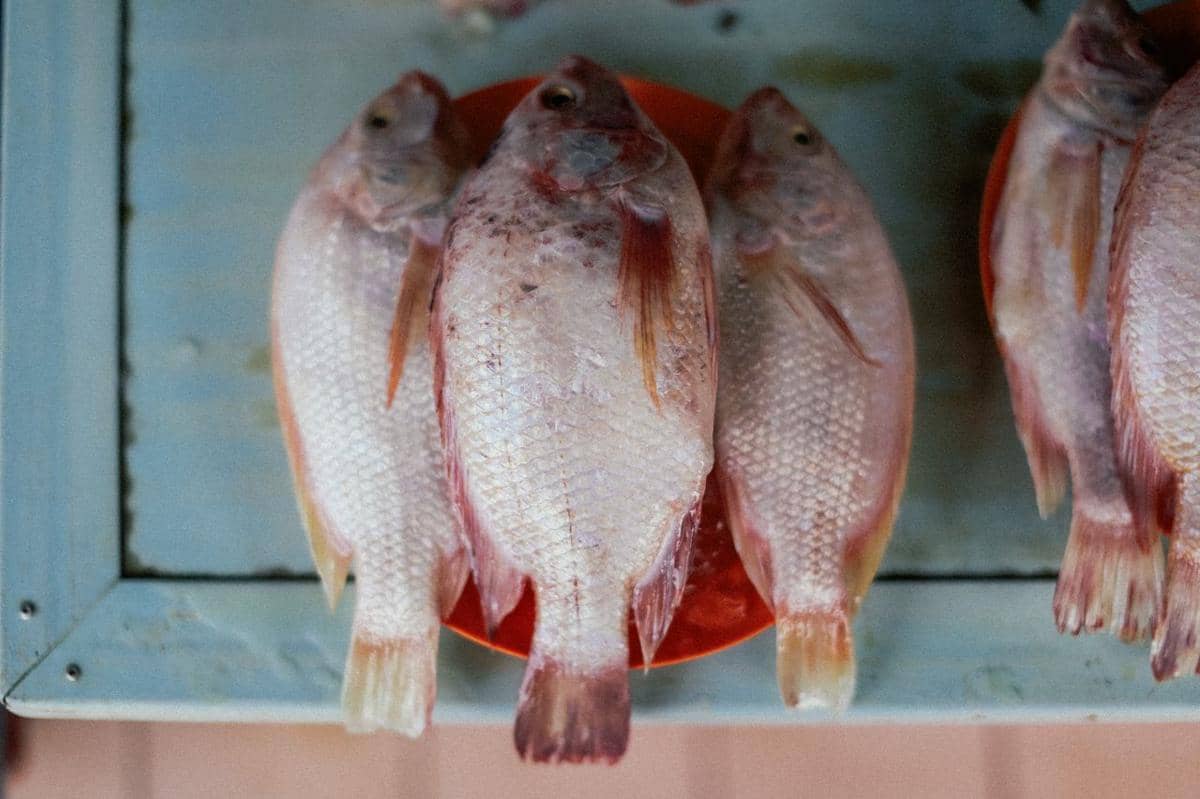 ilustrasi ikan yang sudah mengeluarkan cairan