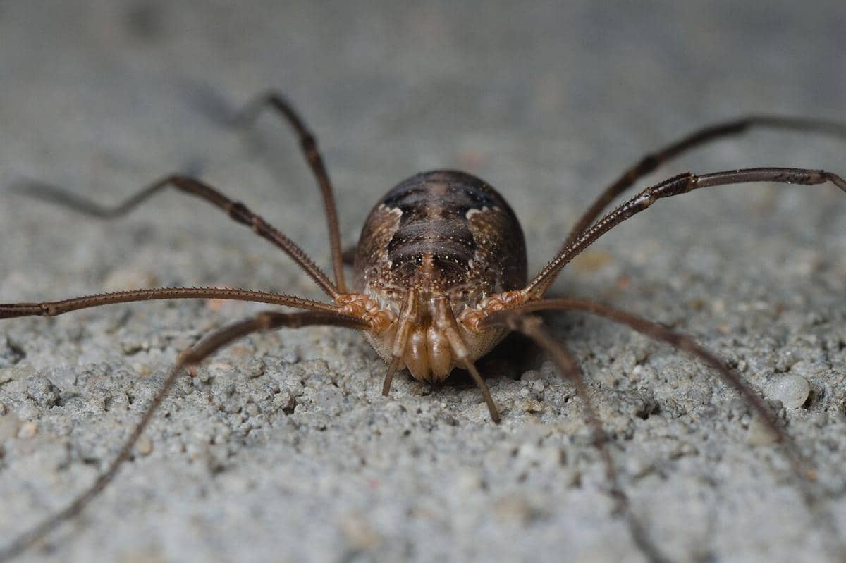 5 Fakta Menarik Harvestman Eropa, Punya Enam Buah Mata